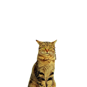 A Curious Tabby Cat Sits Confidently In An Urban Alleyway. 12609 - Cat PNG image with transparent background